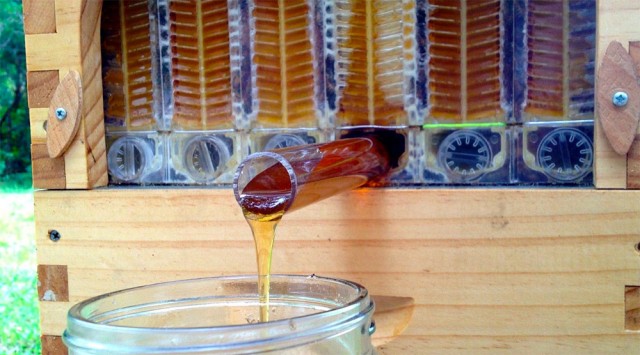 This Revolutionary Hive Enables Safe Honey Harvesting Without traumatizing Bees-2