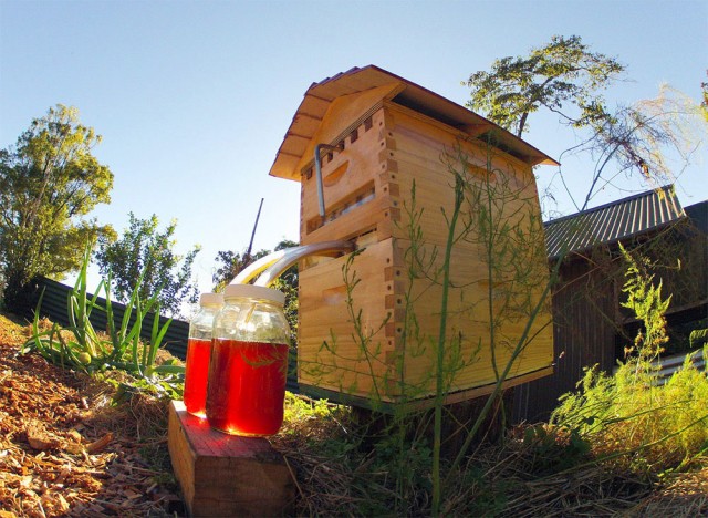This Revolutionary Hive Enables Safe Honey Harvesting Without traumatizing Bees-4