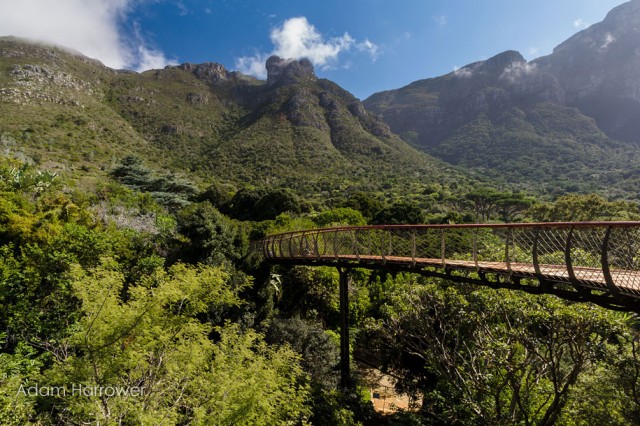 Boomslang: Take A Stroll Through This Breathtaking Walkway Above Trees-1