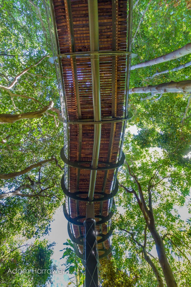 Boomslang: Take A Stroll Through This Breathtaking Walkway Above Trees-10