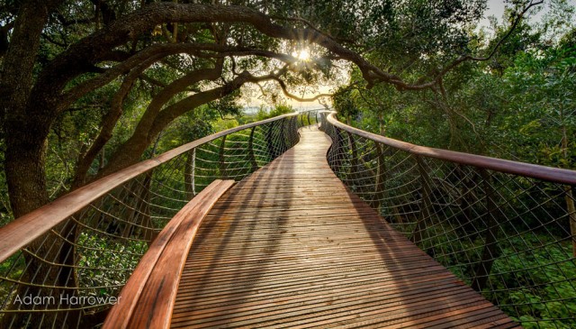 Boomslang: Take A Stroll Through This Breathtaking Walkway Above Trees-2