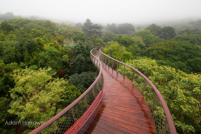 Boomslang: Take A Stroll Through This Breathtaking Walkway Above Trees-4