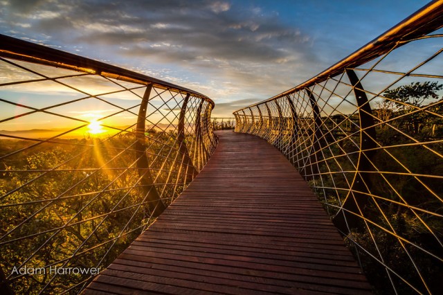 Boomslang: Take A Stroll Through This Breathtaking Walkway Above Trees-5