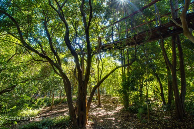 Boomslang: Take A Stroll Through This Breathtaking Walkway Above Trees-8