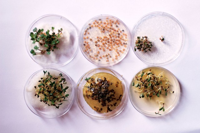 Enjoy Amazing 3D Printed Bio Food With Herbs And Mushrooms-3