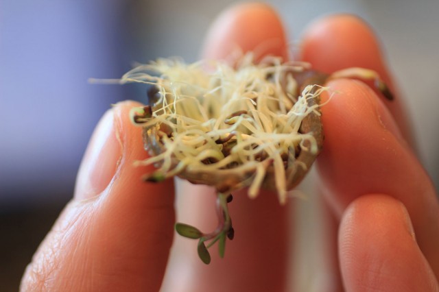 Enjoy Amazing 3D Printed Bio Food With Herbs And Mushrooms-6