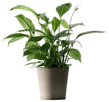 13 Cost-Effective But Useful Tips To Keep Your Home Cool During Summers-10