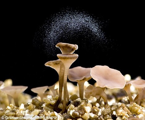 Camera captures the exact moment a fungus bursts to release spores