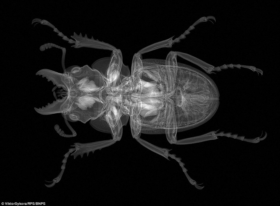 X-ray Scan of Stag Beetle