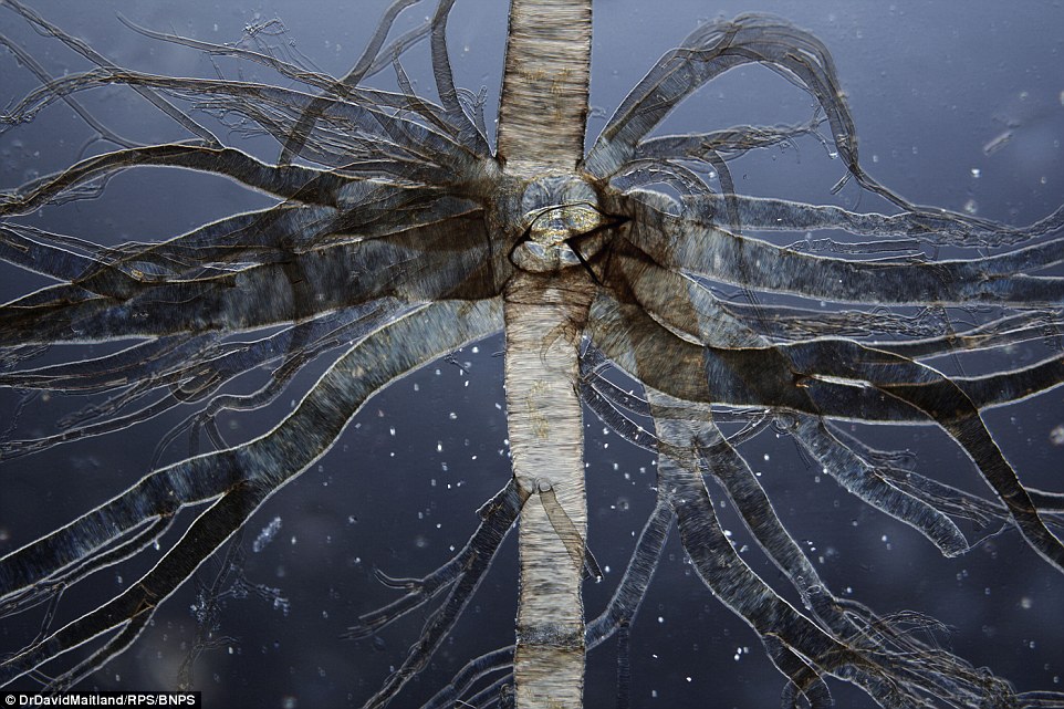 What looks like as branches of a tree are in fact the delicate breathing tubes of silk moth caterpillar