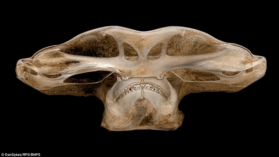 3D image of the head skull of hammer head shark reconstructed using revolutionary X-ray scanning technology