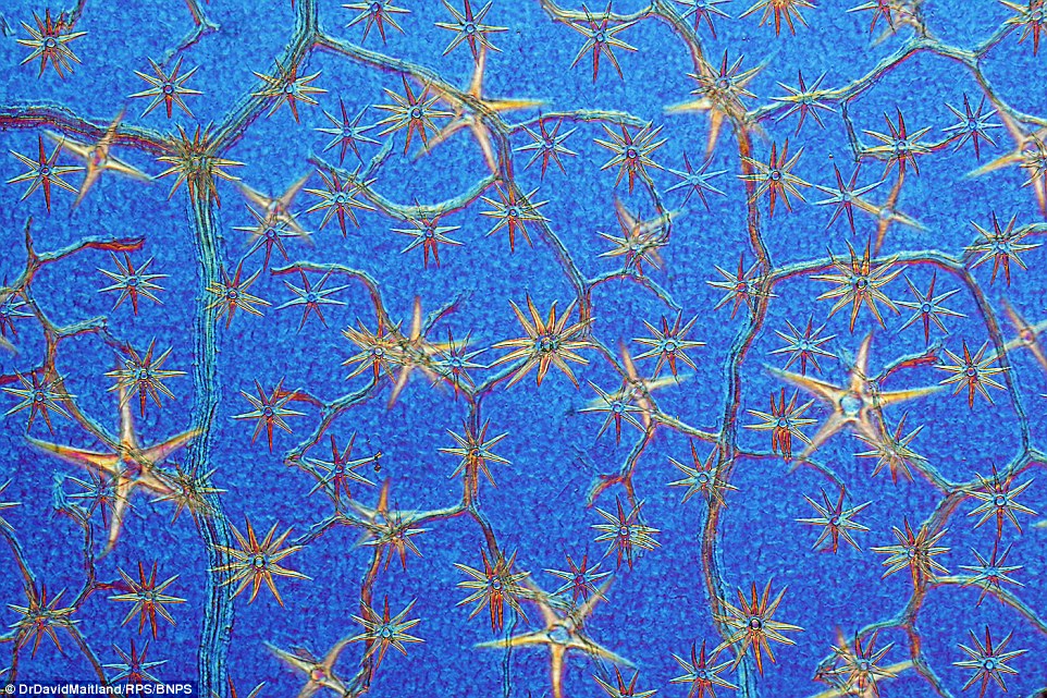 A microscopic close up of leaves of hydrangea