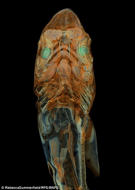 Stunning image of endangered tope shark foetus