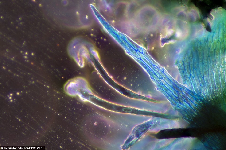 A microscopic image showing a slice of lemongrass