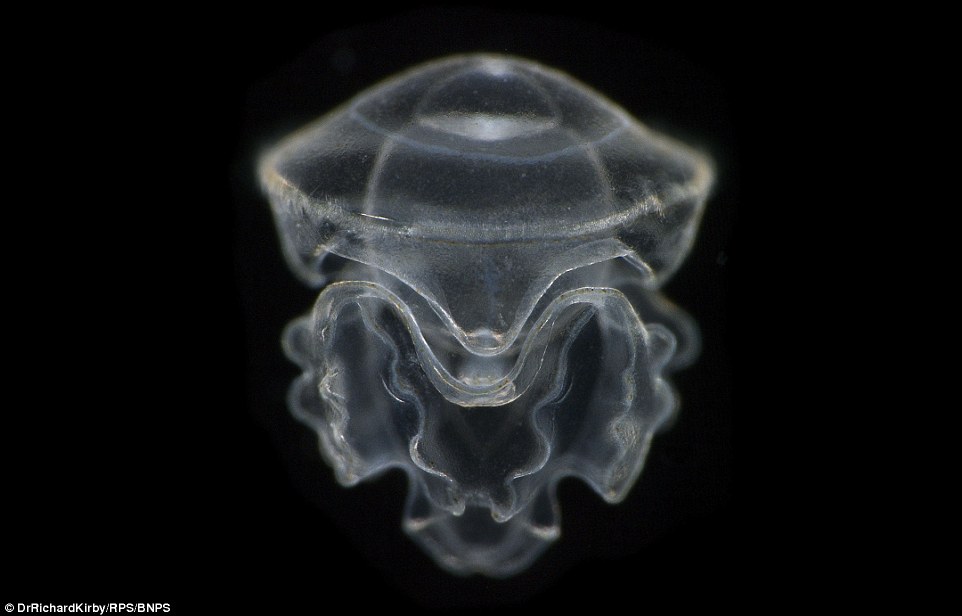 Closeup of tornaria plankton