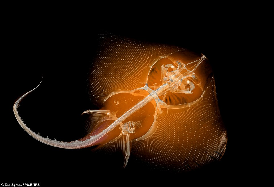 This image that may appear to come from science fiction is in fact x-ray scan of Thornback Ray