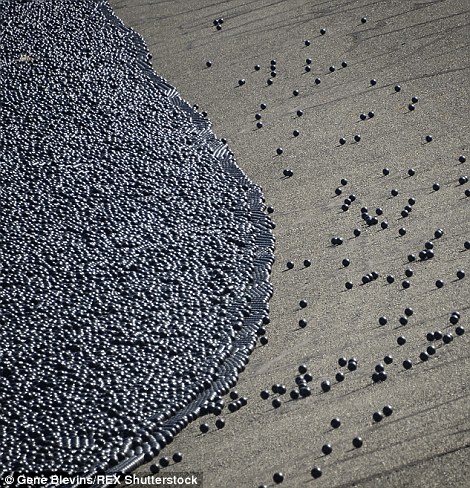 See How 96MILLION Plastic Balls Would Protect LA From Drought-5