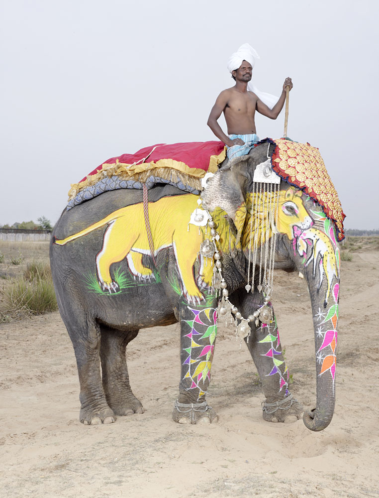 20 Elephants Decorated In Thousand Colors For The Jaipur Elephant Festival-