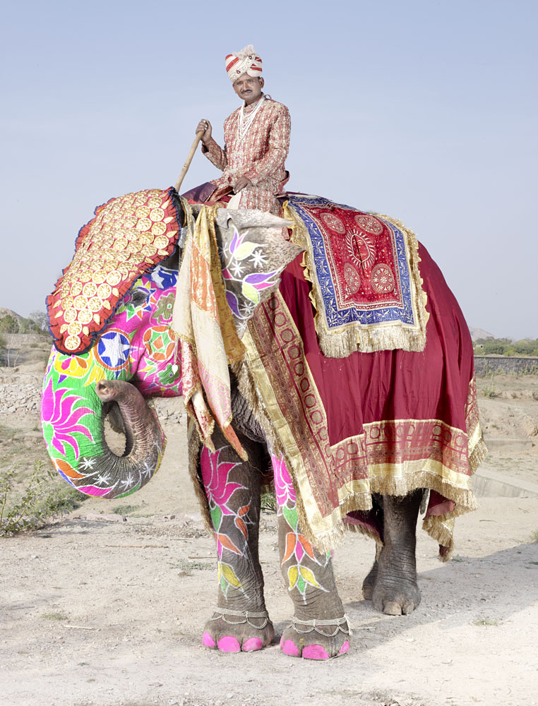 20 Elephants Decorated In Thousand Colors For The Jaipur Elephant Festival-17