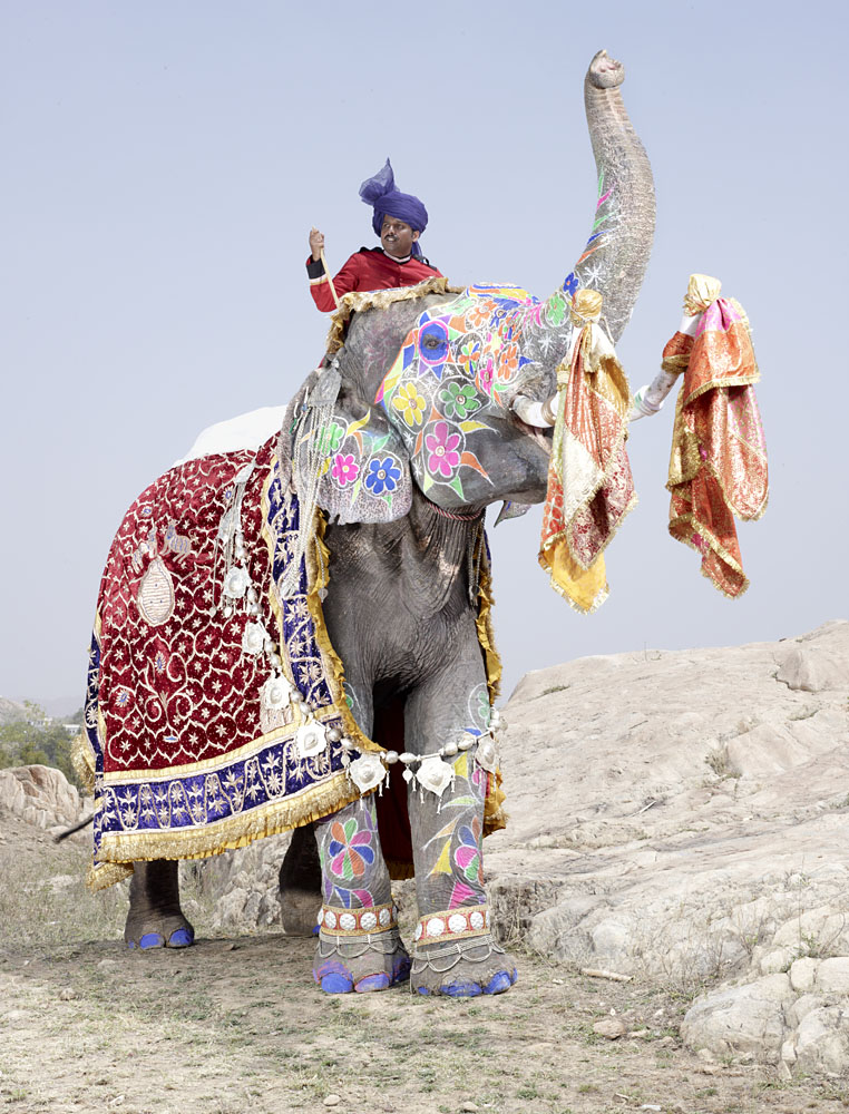 20 Elephants Decorated In Thousand Colors For The Jaipur Elephant Festival-3