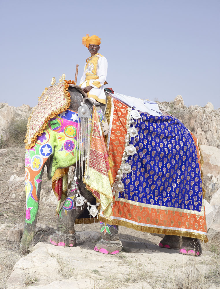 20 Elephants Decorated In Thousand Colors For The Jaipur Elephant Festival-5