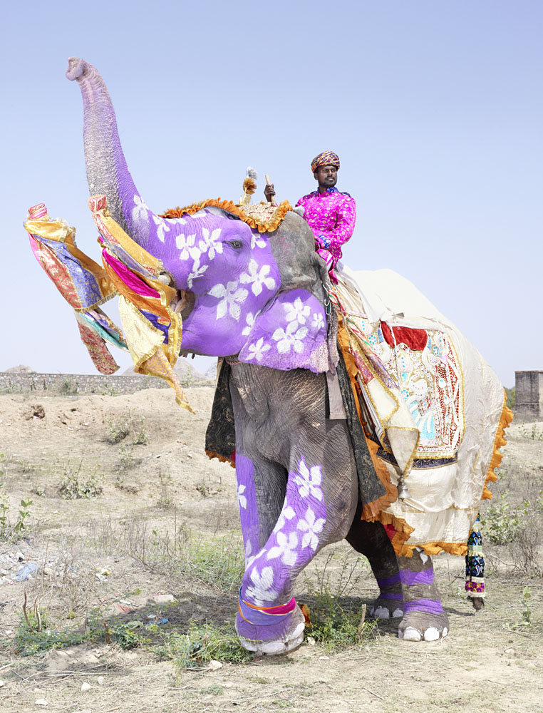 20 Elephants Decorated In Thousand Colors For The Jaipur Elephant Festival-7