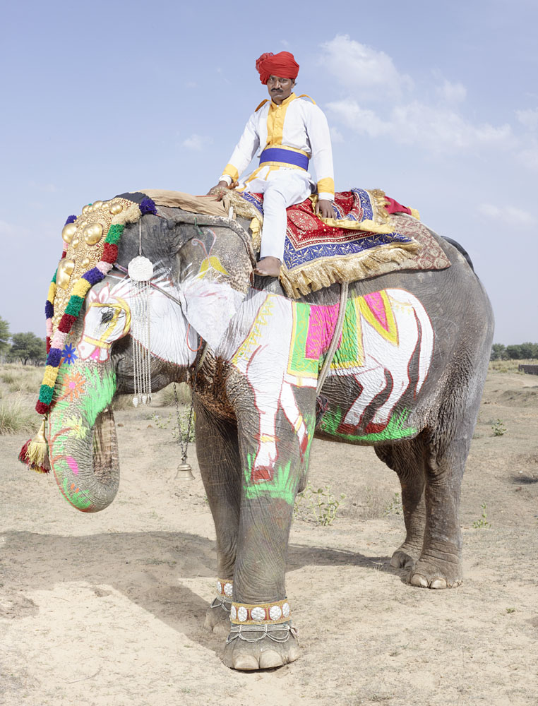20 Elephants Decorated In Thousand Colors For The Jaipur Elephant Festival-9