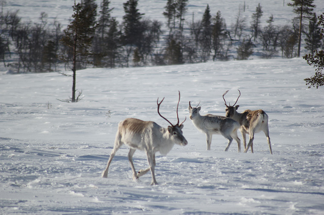 Discover Lapland, A Magnificent Nordic Region between Land And Ice-22