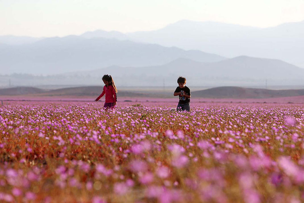 Discover The Explosion Of Colors In Atacama Desert After The Rainfall -