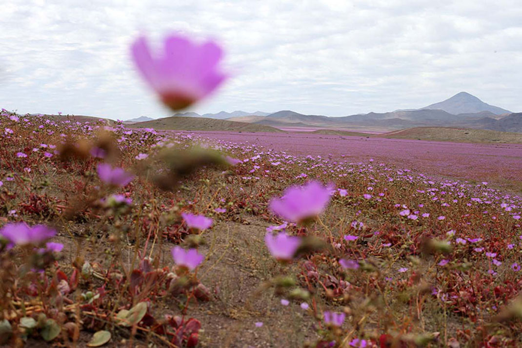 Discover The Explosion Of Colors In Atacama Desert After The Rainfall -1