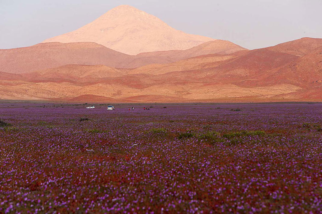 Discover The Explosion Of Colors In Atacama Desert After The Rainfall -3