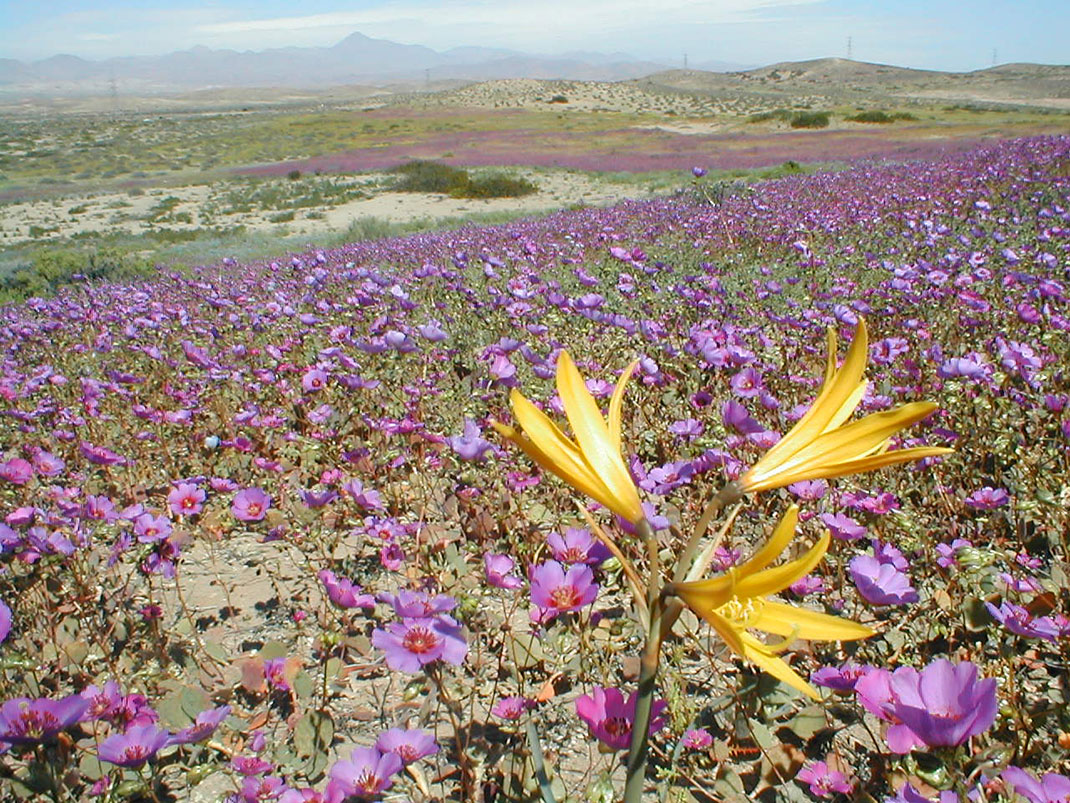 Discover The Explosion Of Colors In Atacama Desert After The Rainfall -8