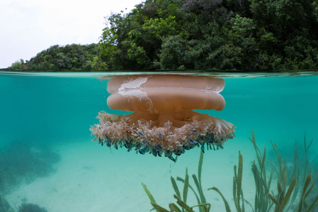 Palau islands-Discover This Gigantic Marine Sanctuary Where Wildlife Is Flourishing Away From Human Activity-1