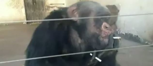 A Monkey That Smokes Two Cigarettes At A Time (Video)
