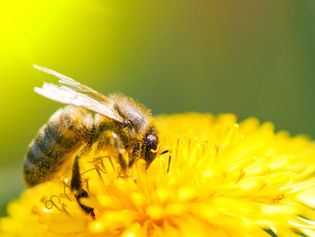 Bee Venom: The miracle cure against AIDS virus?
