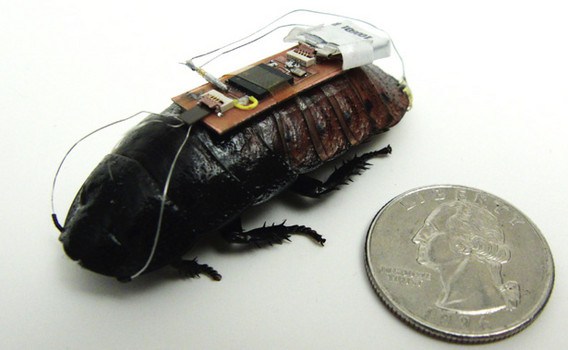 Scientists Develop Method To Remotely Control Cockroaches (Video)