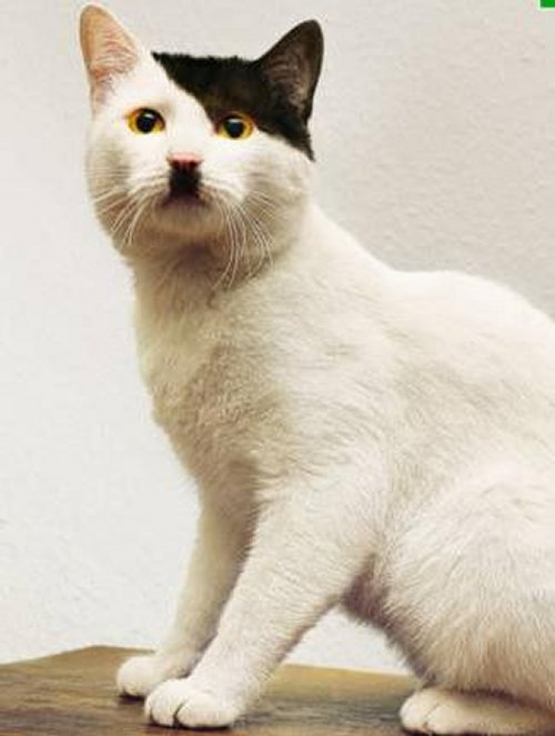 The Top 10 Cats That Look Like Adolf Hitler (Gallery)