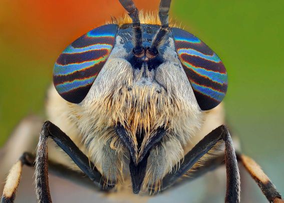 Photo Gallery Of 12 Insects With Most Beautiful Eyes