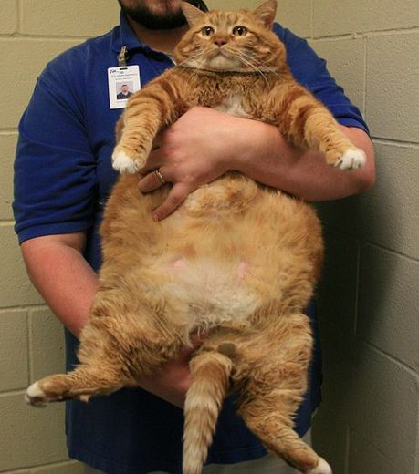 Skinny: The World’s Biggest Cat (Photo Gallery)