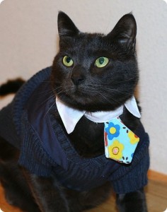 The Top Cat Sweater Designs