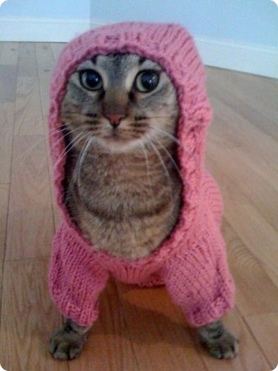 Cat-Sweater-16 | TechnoCrazed