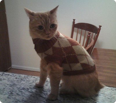 Cat-Sweater-21 | TechnoCrazed