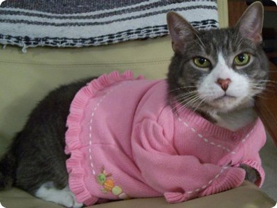 The Top 28 Cat Sweater Designs (Photo Gallery)