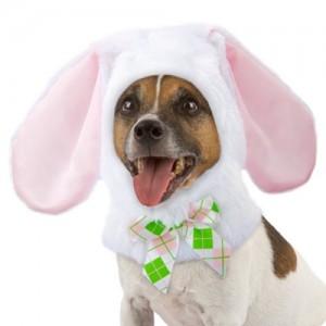 Top Funny rabbit disguises