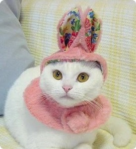 Top Funny rabbit disguises