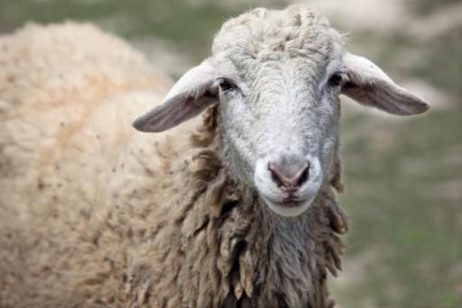 China: Buy A Smartphone For A Sheep.