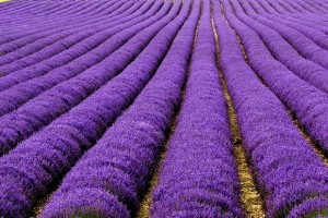 Lavender fields, the UK and France