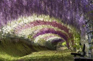 Wisteria tunnel, Japan