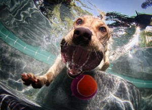 Amazing Big Mouth Dogs Underwater