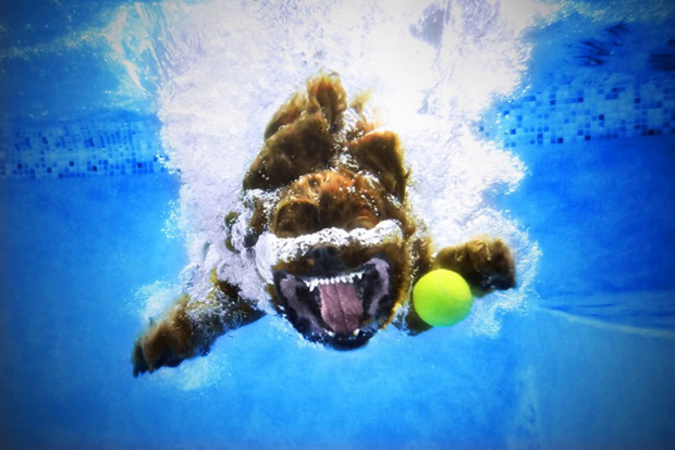 Amazing Big Mouth Dogs Underwater